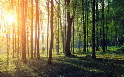 Besondere Anlässe im Frühling – Tag des Waldes und der Farben